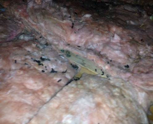 Attic contaminated with rodent droppings