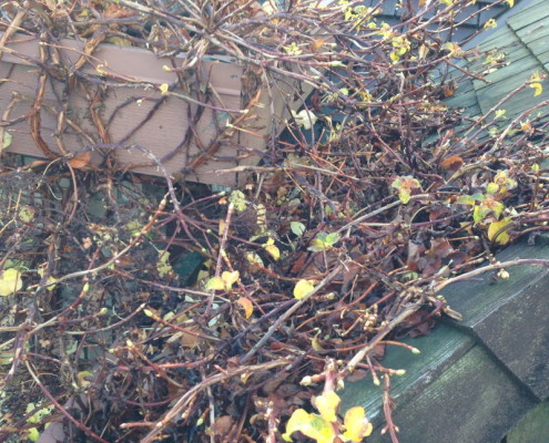 Overgrown trees onto roof area allowing for rodent access to attic areas