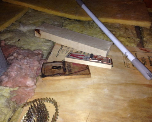 Rodent traps in attic